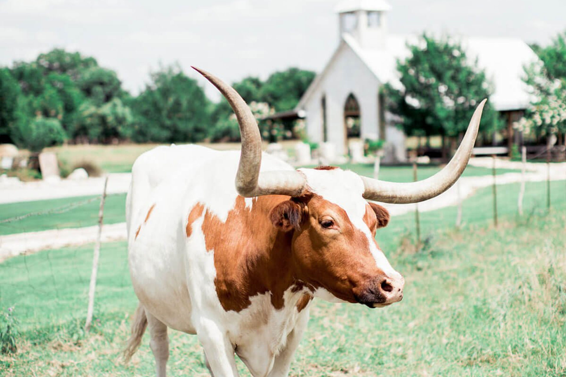 Gruene Estate grounds with rolling hills and ancient live oaks